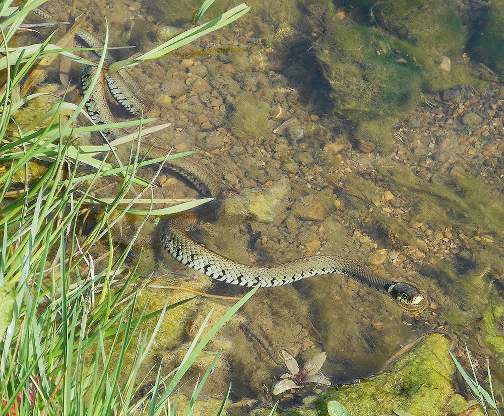 Grass-Snake-Scothern-North-Drain