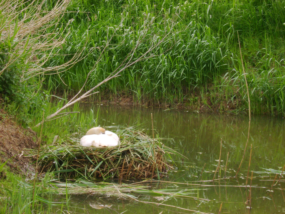 Sleeping-swan-North-Kyme-Fen-Allotment-Drain
